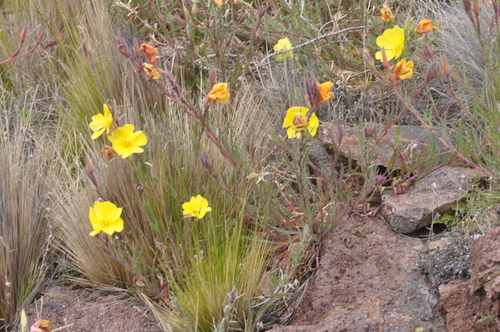 Sand eveningprimrose (Oenothera odorata)
