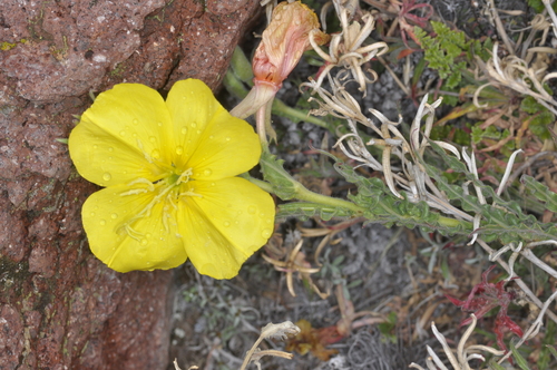 Image of Oenothera odorata by (c) aacocucci, some rights reserved (CC BY)