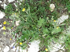 Potentilla agrimonioides