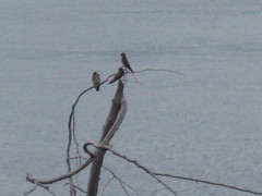 Stelgidopteryx serripennis