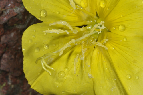 Oenothera odorata, photograph 3