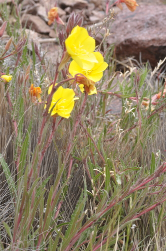 Oenothera odorata, photograph 4