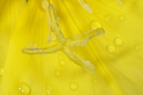 Oenothera odorata, photograph 5