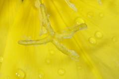 Oenothera odorata, photograph (c) aacocucci, some rights reserved (CC BY)