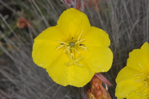 Oenothera odorata, photograph 6
