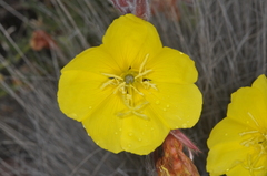 Oenothera odorata, photograph (c) aacocucci, some rights reserved (CC BY)