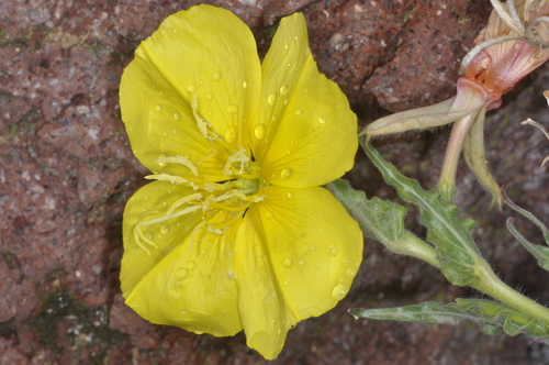 Image of Oenothera odorata by (c) aacocucci, some rights reserved (CC BY)