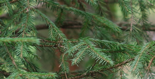 Norway spruce