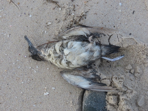 Puffin des Baléares