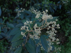 Pomaderris hamiltonii