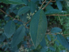 Pomaderris hamiltonii