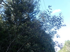 Pomaderris hamiltonii