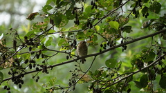 Erithacus rubecula