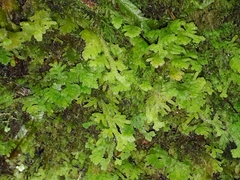 Trichocolea mollissima