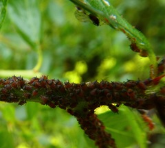 Aphis ceanothi