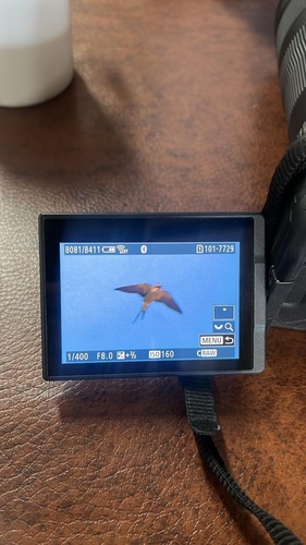Greater Striped Swallow