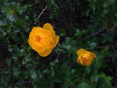 Trollius apertus
