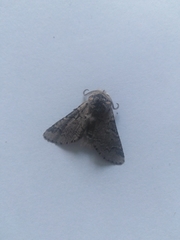 Furcula aeruginosa