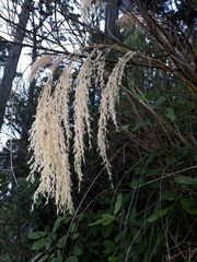 Miscanthus nepalensis