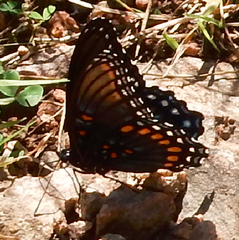 Limenitis arthemis arizonensis