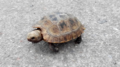 Indotestudo elongata