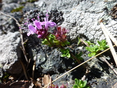 Thymus talijevii paucifolius