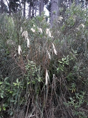 Miscanthus nepalensis