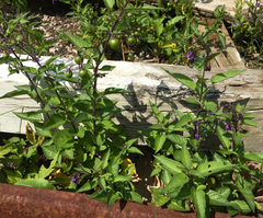 Solanum dulcamara