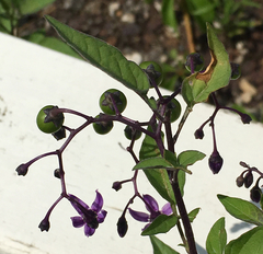 Solanum dulcamara