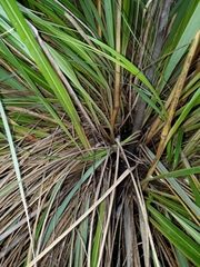 Miscanthus nepalensis