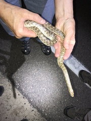 Arizona elegans elegans