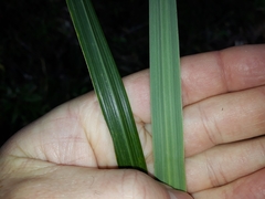 Miscanthus nepalensis