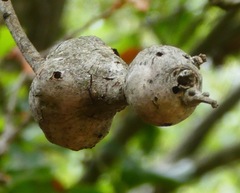 Andricus chrysolepidicola