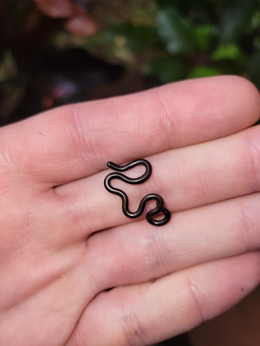 Taylor's Blind Snake