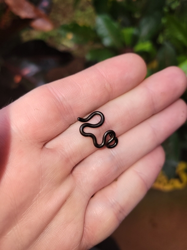 Taylor's Blind Snake