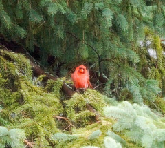 Cardinalis cardinalis