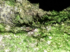 Tetraphidopsis pusilla