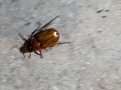 Cyclocephala pasadenae