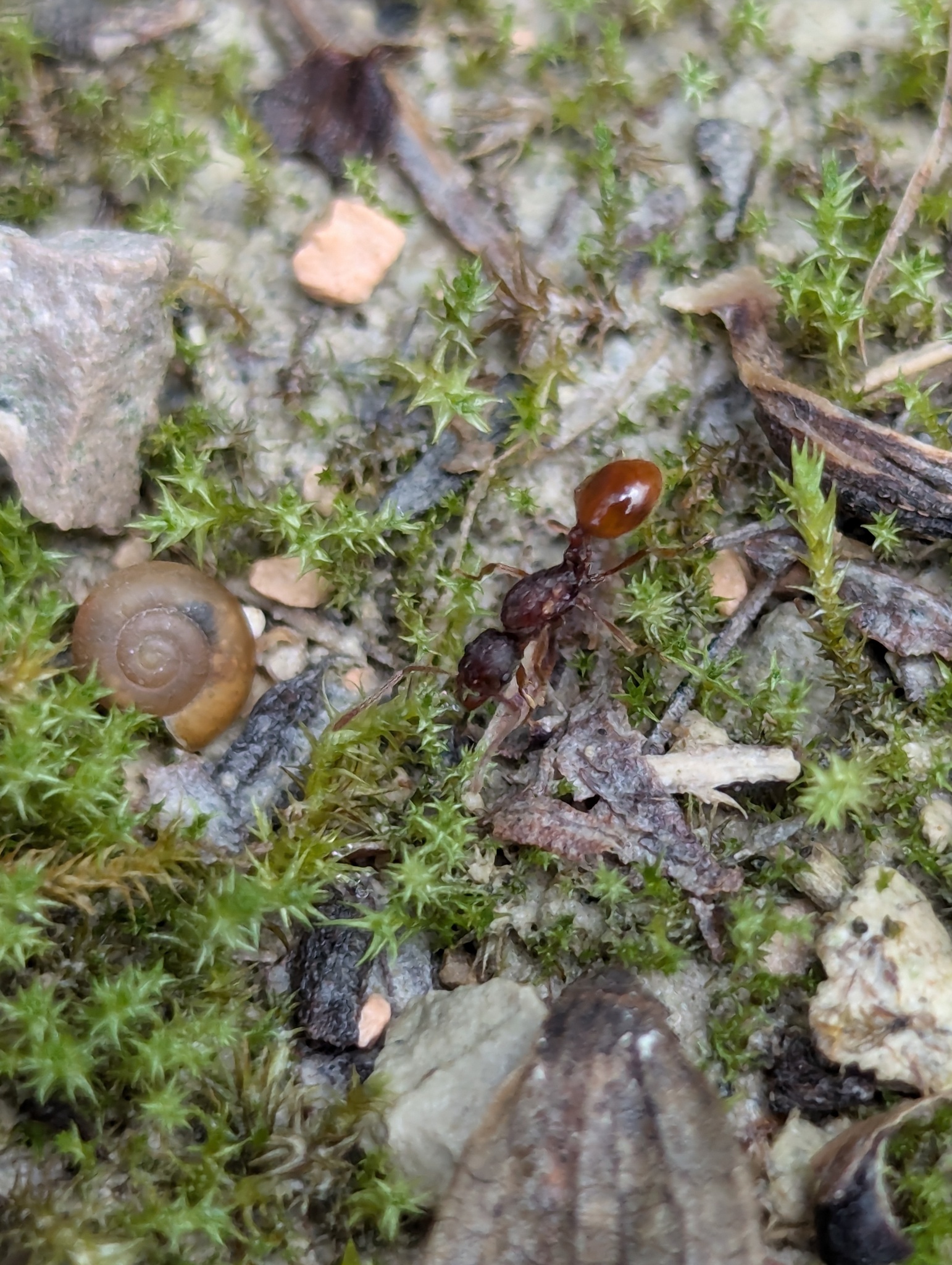 Stenamma petiolatum