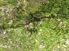 Tetraphidopsis pusilla