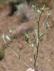 Eriastrum wilcoxii