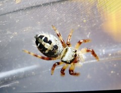 Phidippus princeps