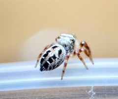 Phidippus princeps