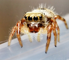 Phidippus princeps
