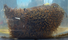 Sclerodactyla briareus