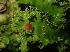 Sticta babingtonii