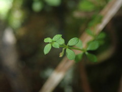 Galium propinquum