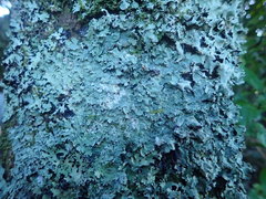 Notoparmelia erumpens