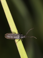 Omalisus fontisbellaquei