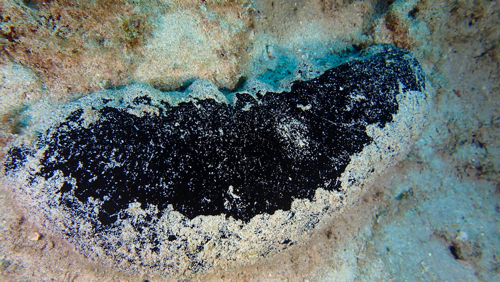 Black Teatfish